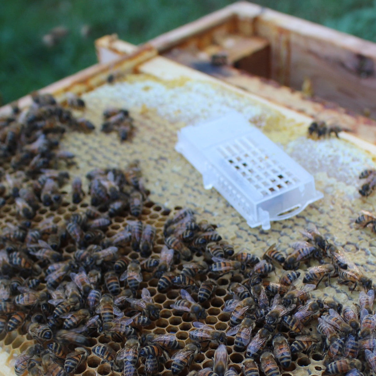 About Us – Bees-R-Us