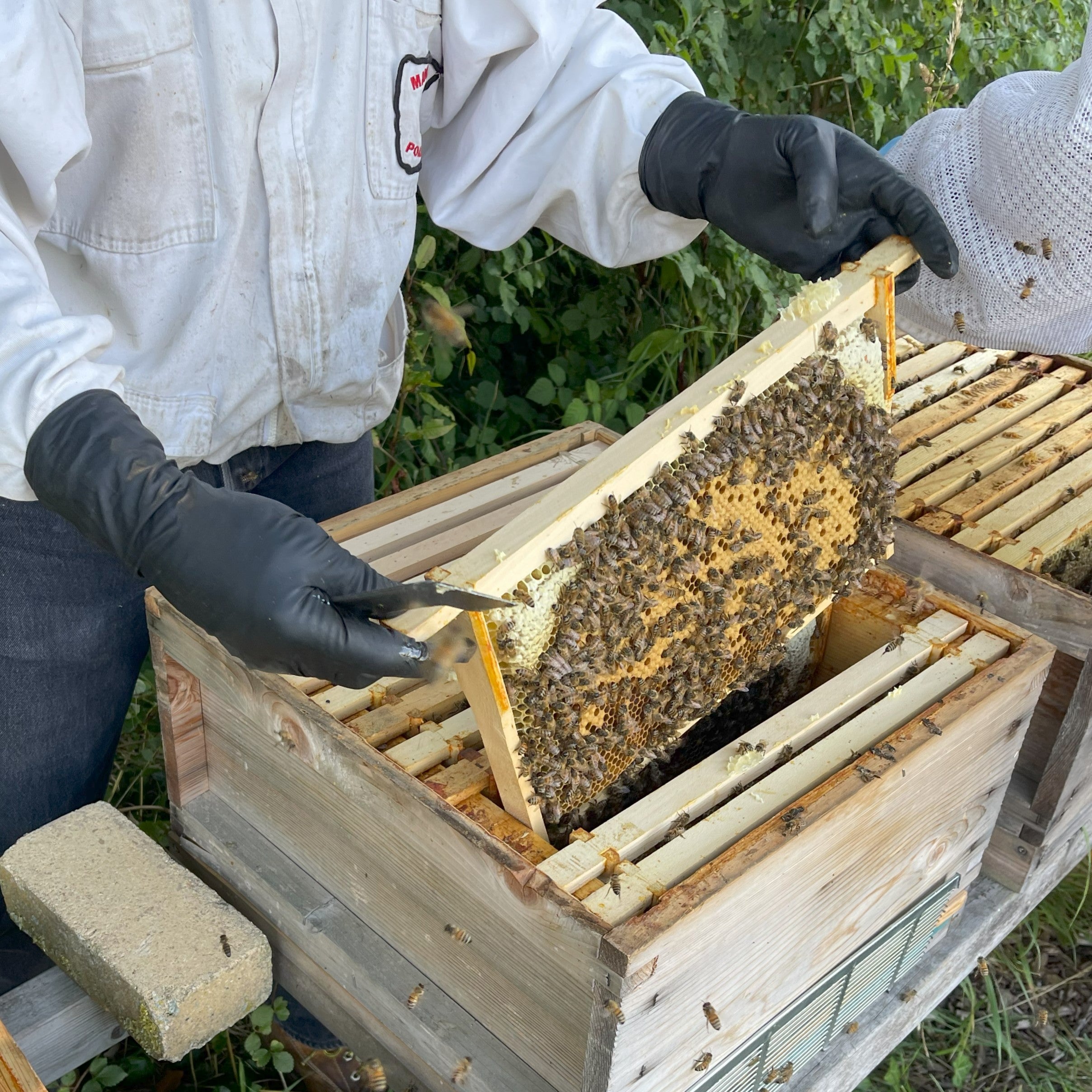 Nucs