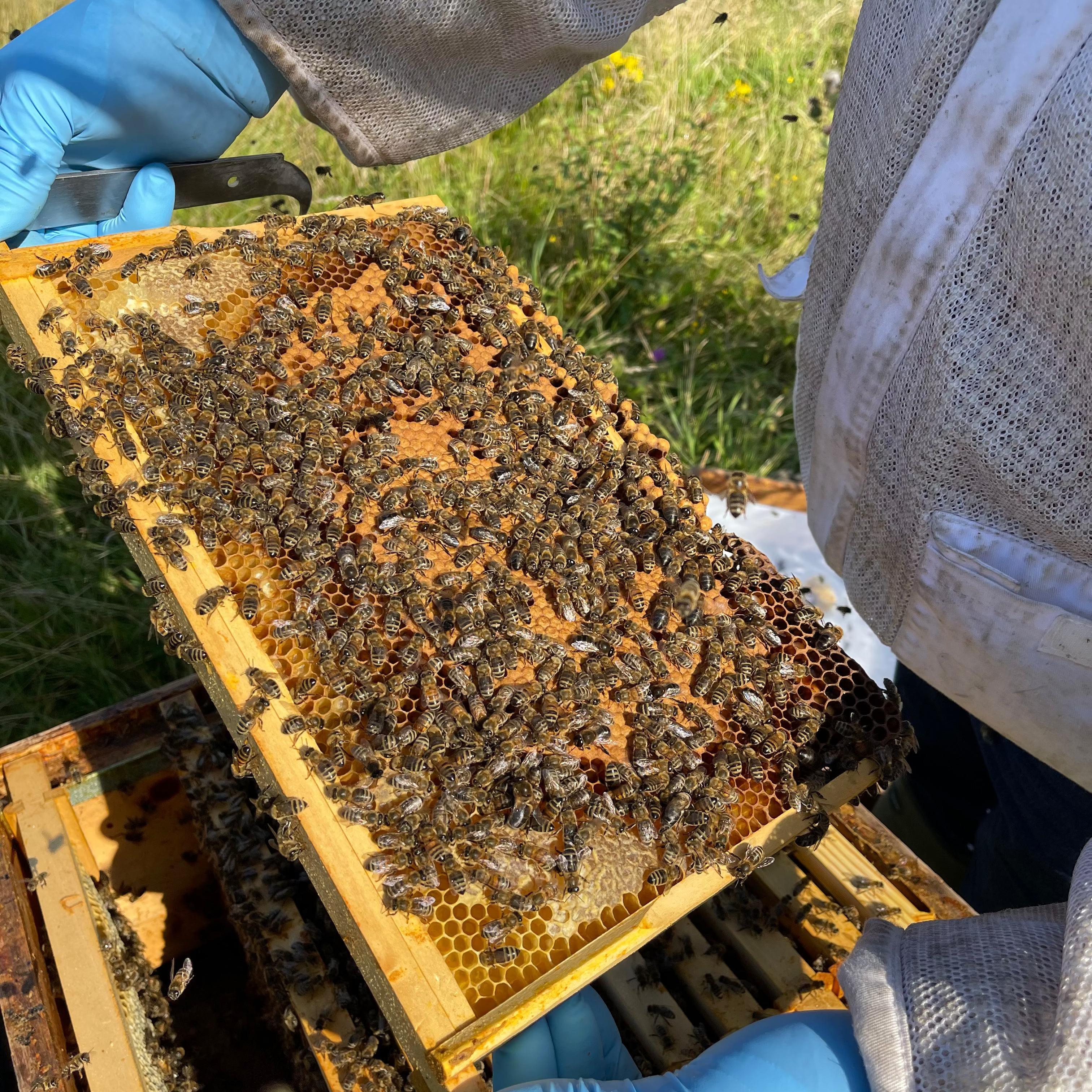 National Nuc: Locally Bred Bees with a Carniolan Queen - £25 Deposit