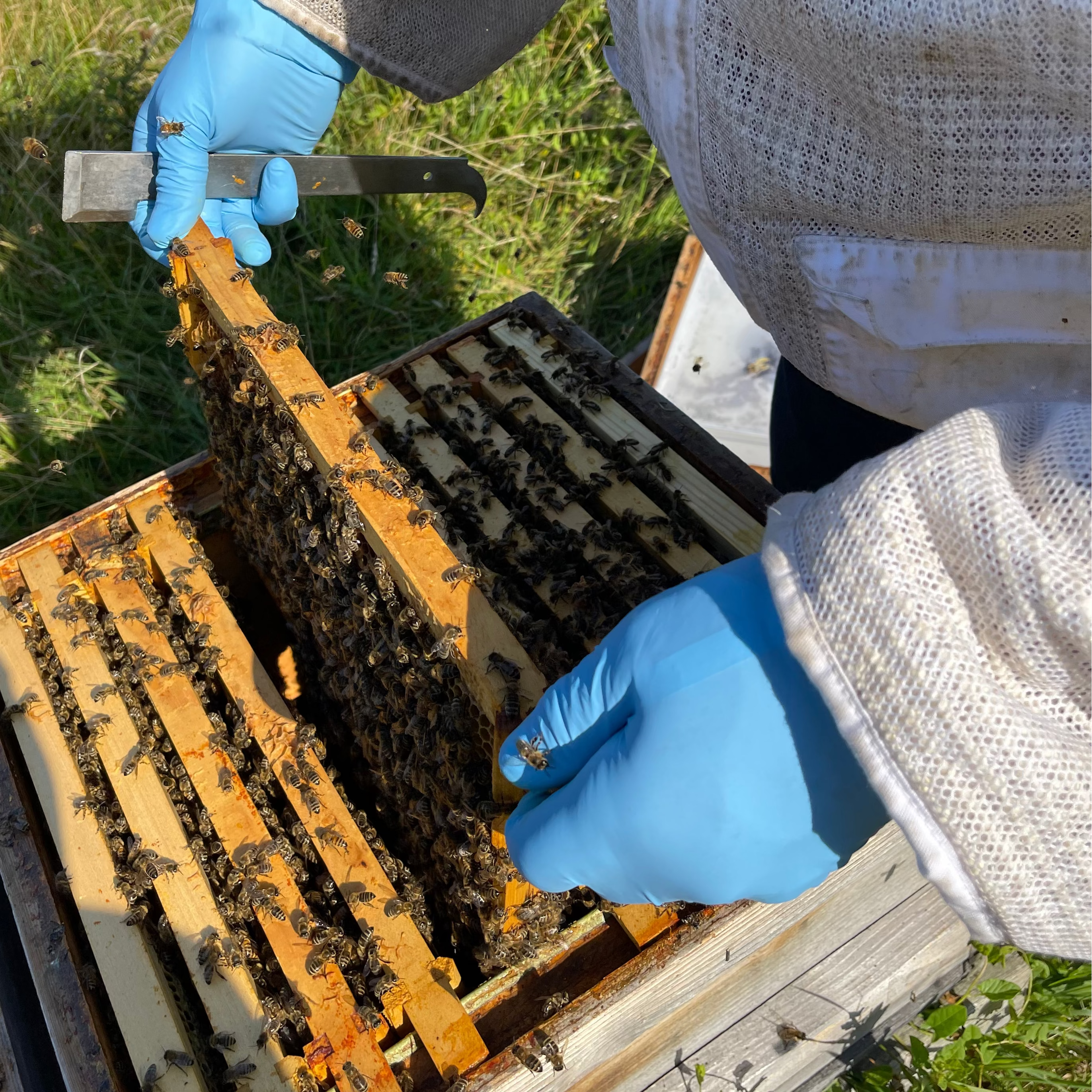 National Nuc: Locally Bred Bees with a Buckfast Queen - £25 Deposit