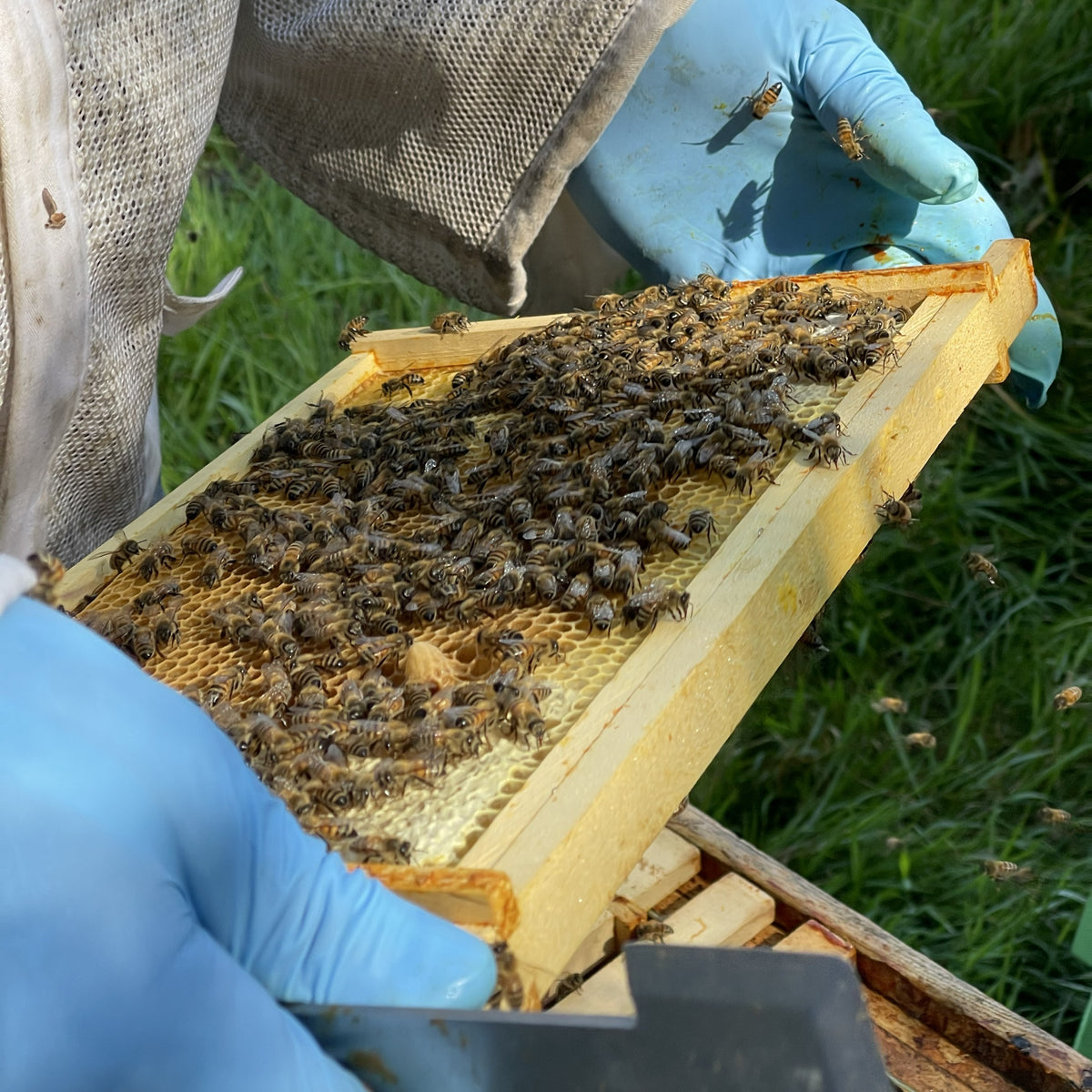 National Nuc: Locally Bred Bees with a Buckfast Queen - £25 Deposit - June 2027