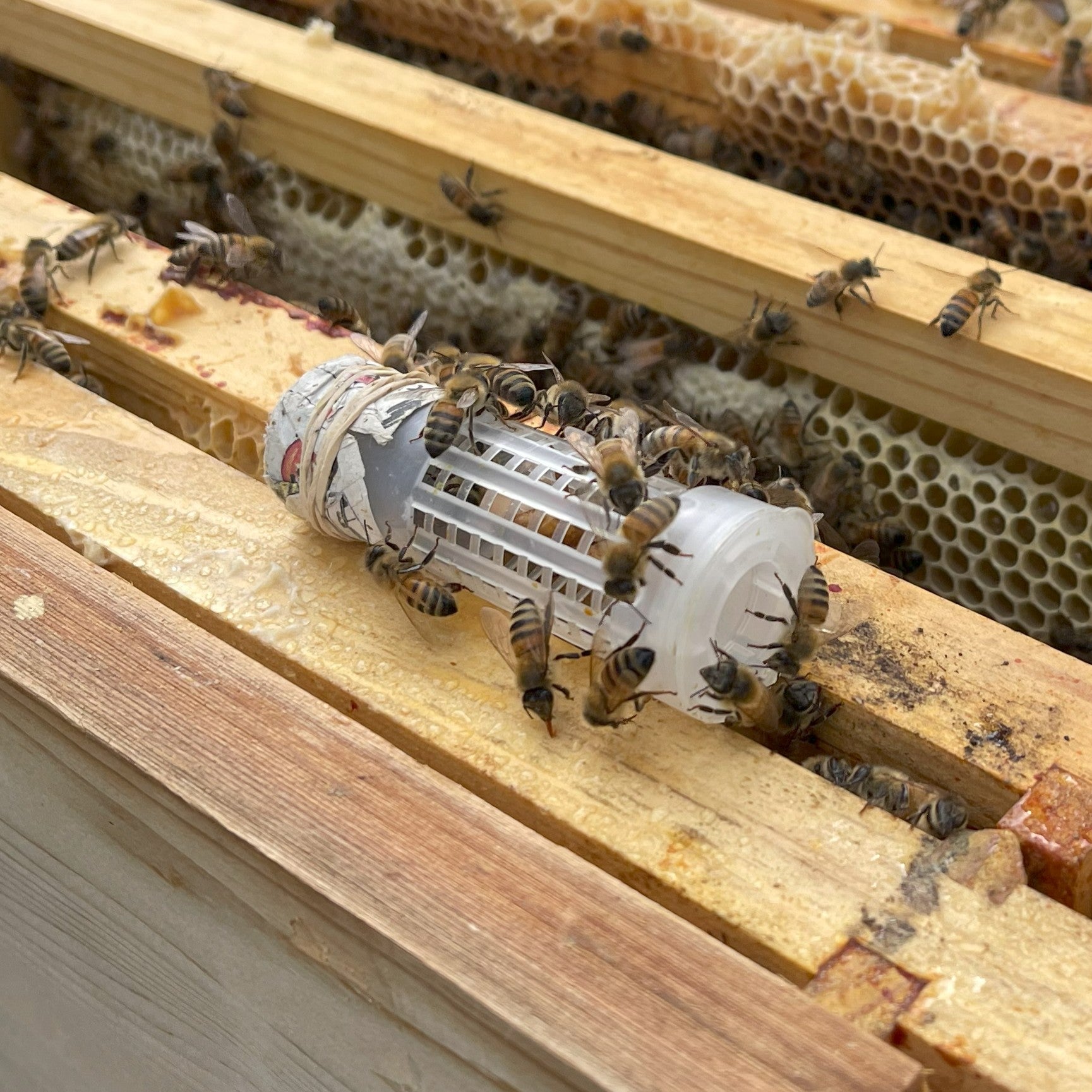 Queen Hair Roller Cages