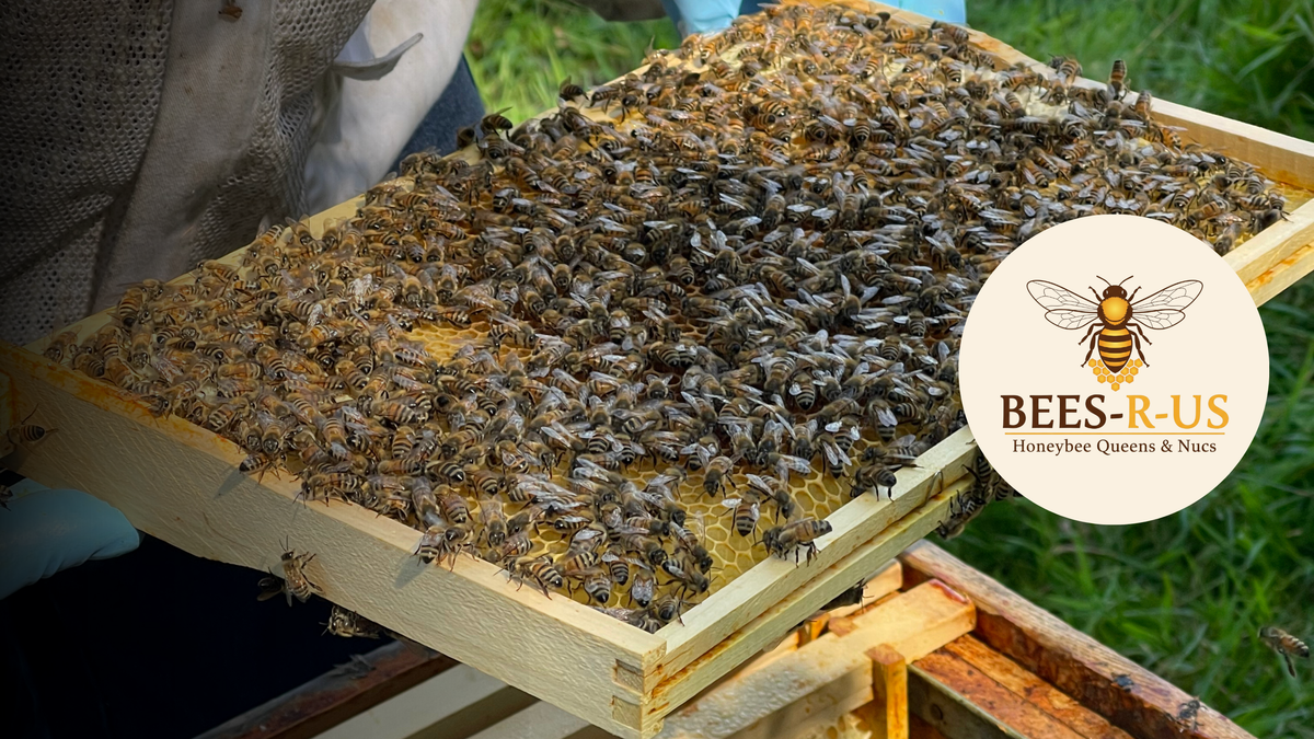 Bees-R-Us