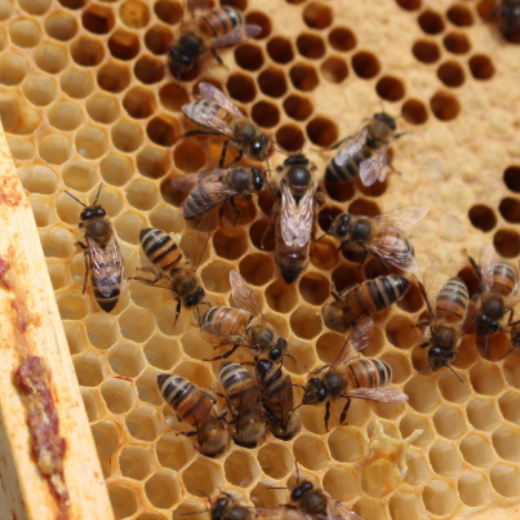 Locally Bred Buckfast Queen: Select A Date - £5 Deposit