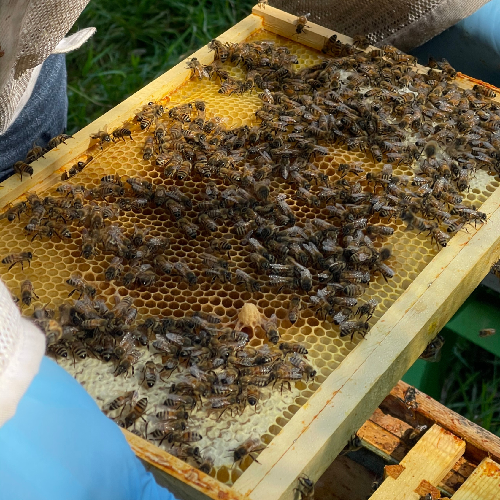 National Nuc: Locally Bred Bees with a Carniolan Queen - £25 Deposit