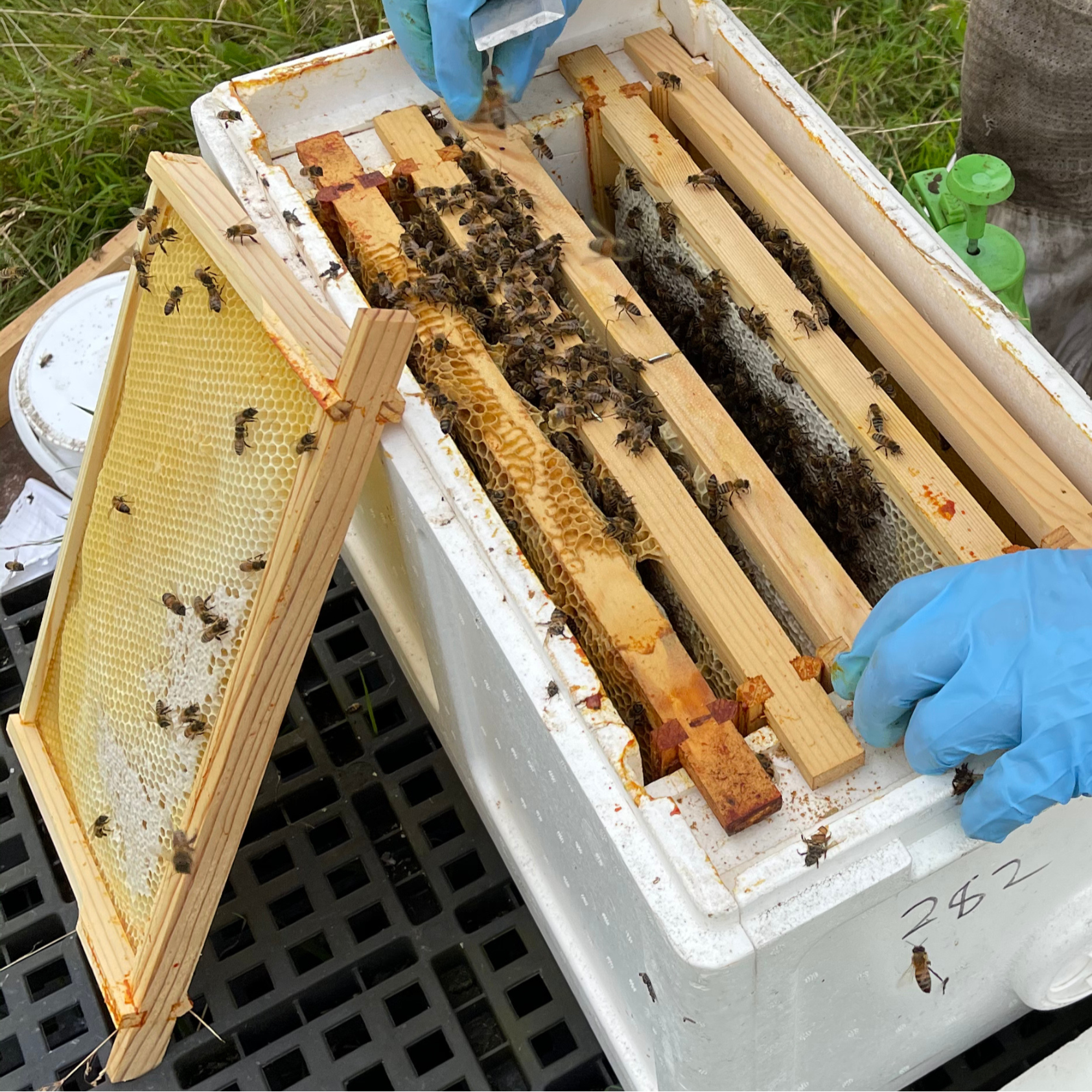 National Nuc: Locally Bred Bees with a Buckfast Queen - £25 Deposit